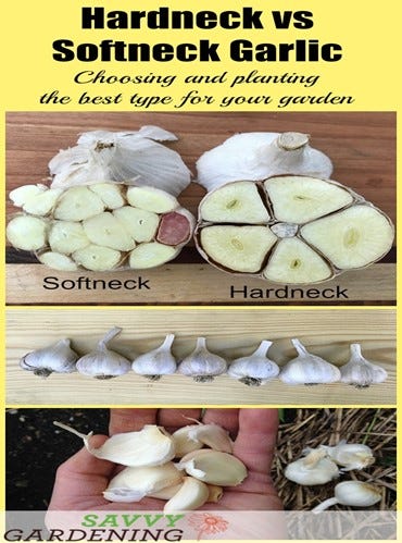 2 main types of garlic 