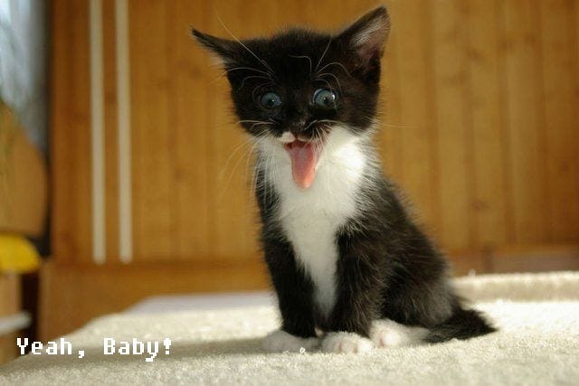 free funny photoS: funny kitten (09.11.2012)