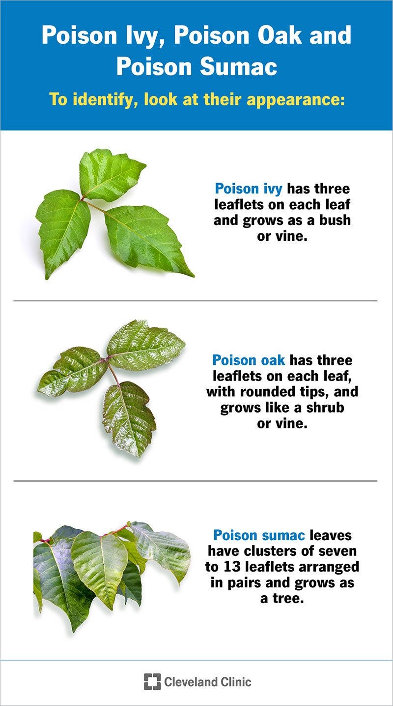 How to identify poison ivy, poison oak and poison sumac.