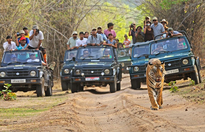 The Tourist Isn't An Endangered Animal | Conservation India