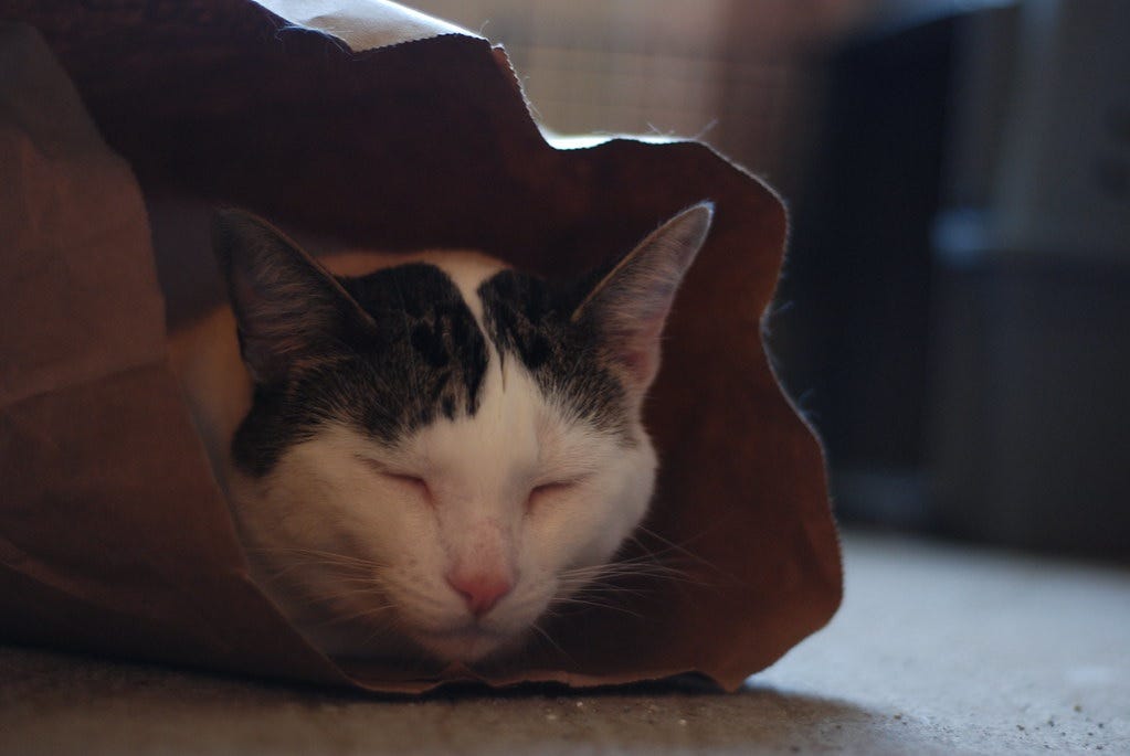 A white and grey cat asleep in a paper bag