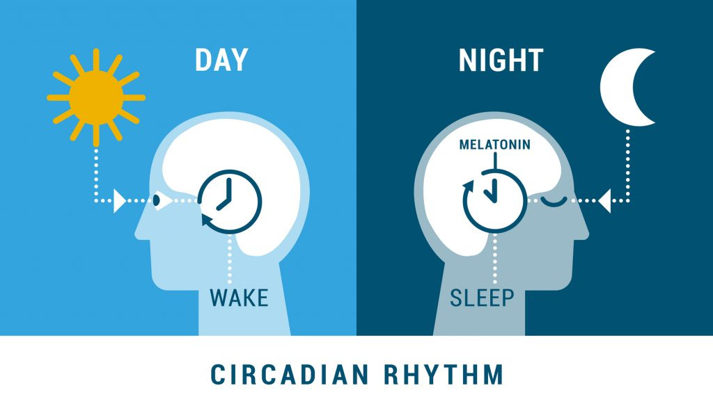 AVFC circadian rhythms