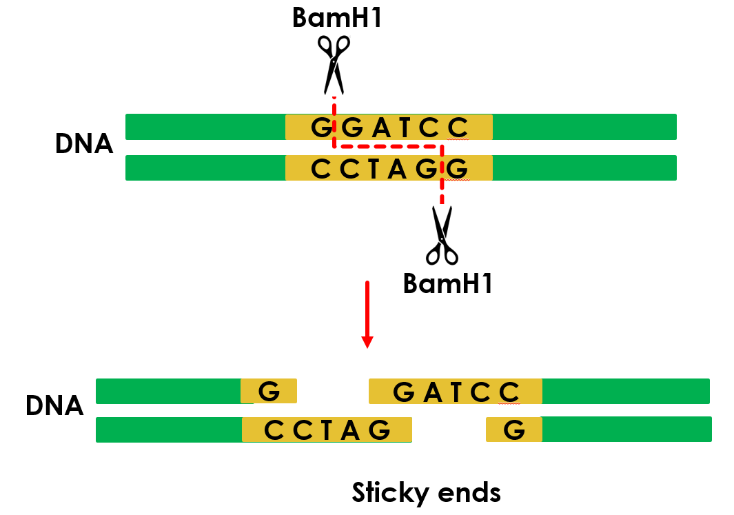 Molecular Scissors Restriction Endonucleases | Types and Applications