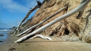 SB - Douglass beach trees