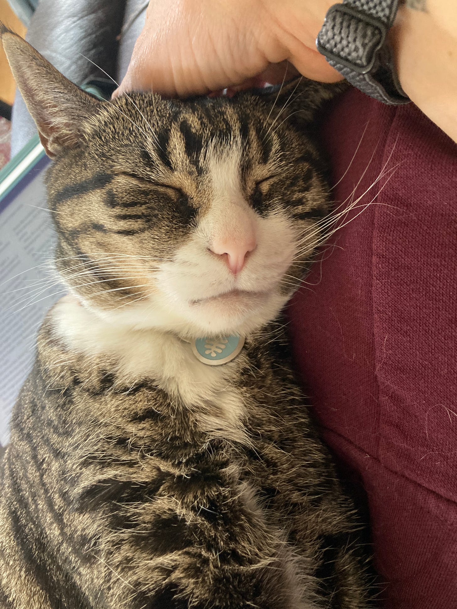A tabby cat with white points sleeps on a person's lap