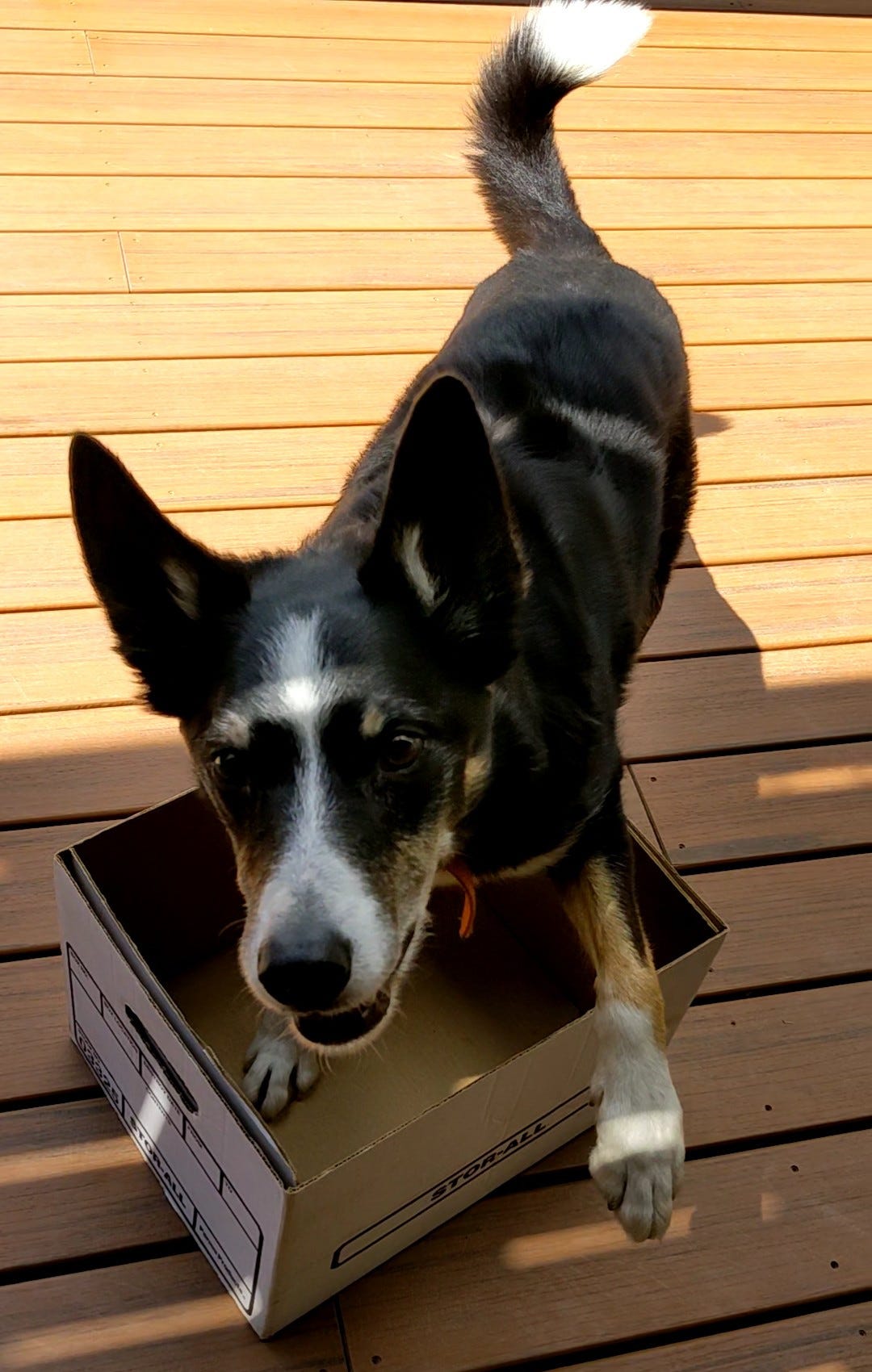 Dog putting two paws in box