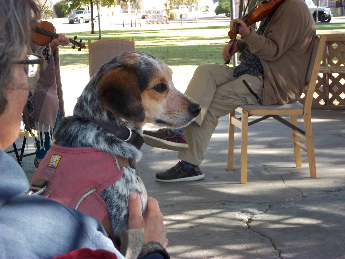 Toucan, a black and white speckled dog with brown ears, sits on the lap of a gray-haired white woman while a few musicians play in a small gazebo in a park.
