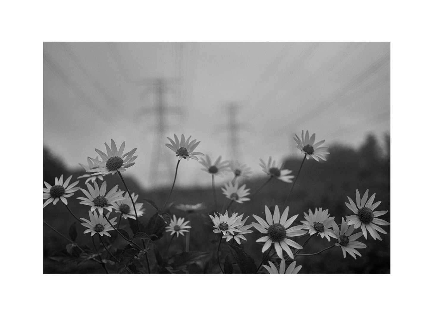 A black and white photo of flowers reaching up to the sky. Blurry, monstrous pylons loom behind.