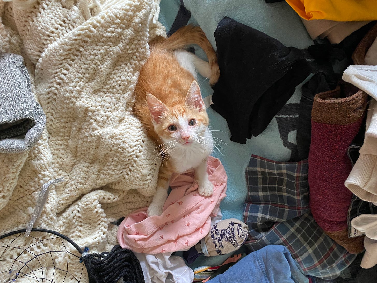 Kitten in the laundry