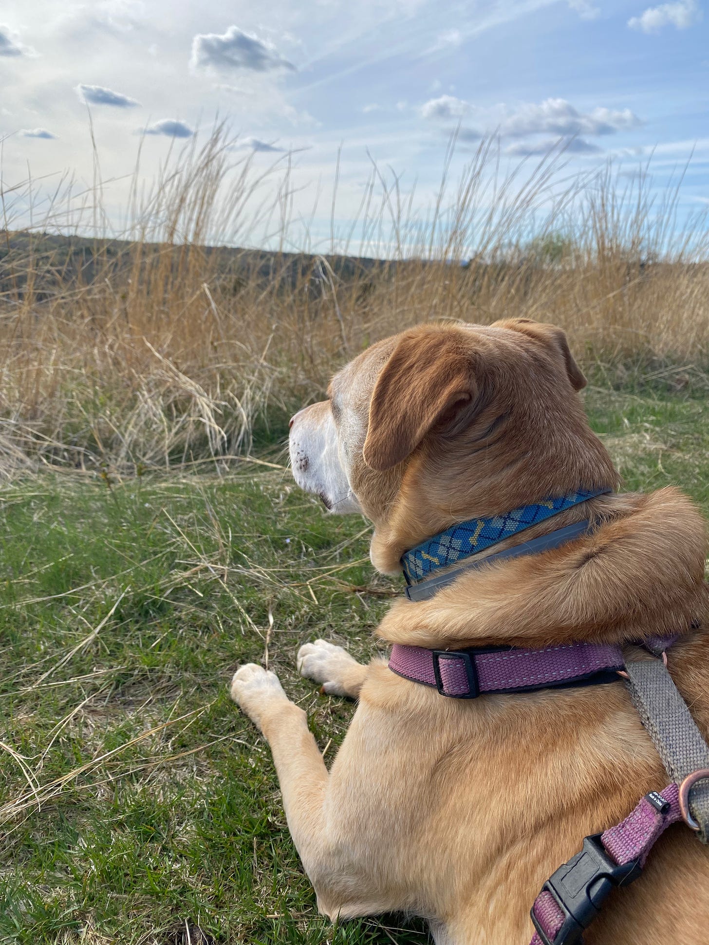 Nessa lying on a ridgetop path, looking out at the sky and a field of tall brown grasses.