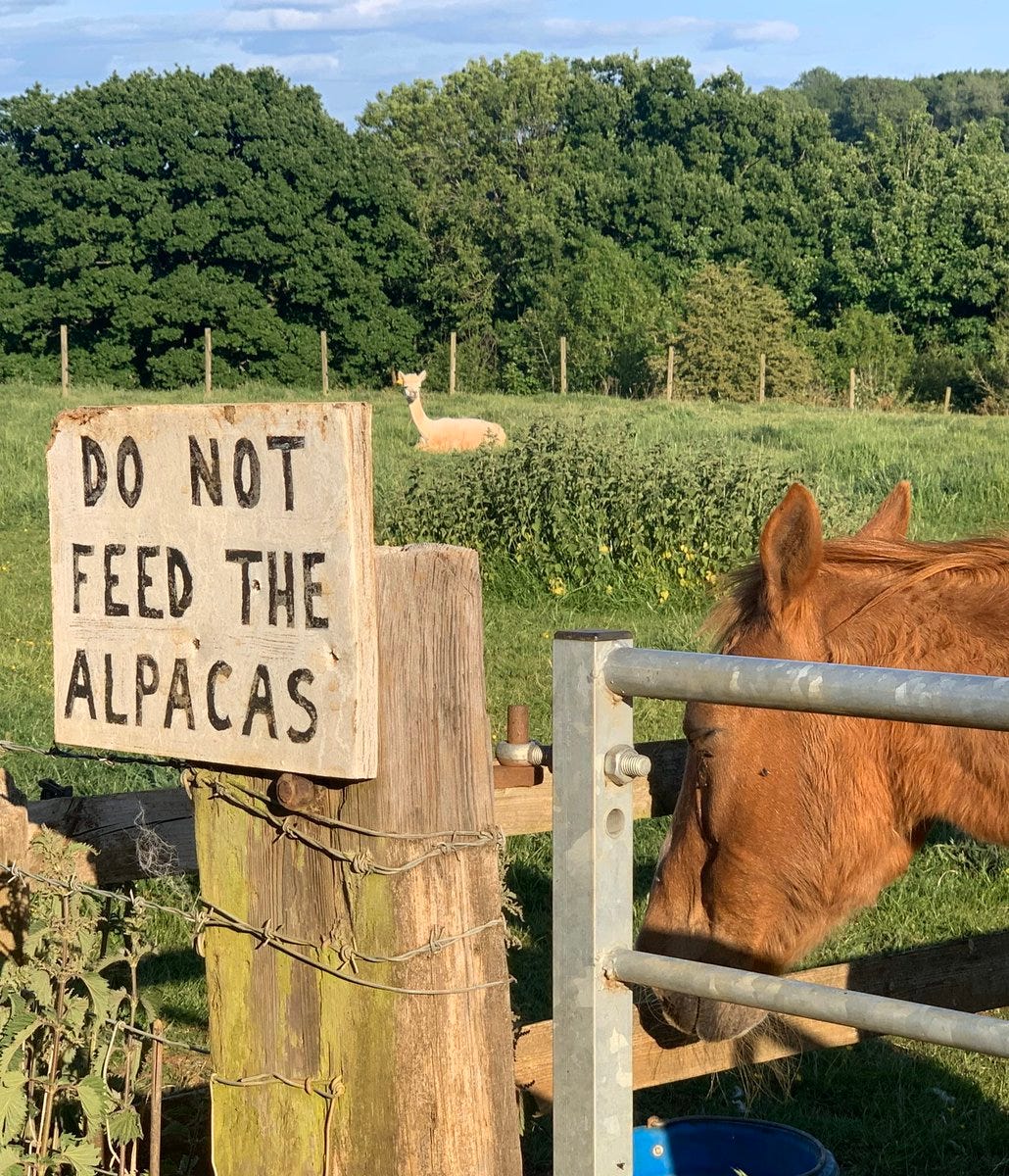 A rural scene. Trees in the background. In the middle ground, an alpaca lying in a field, turning to look at the camera with a slightly 'what's going on?' air. In the foreground, a rather home-made looking sign that reads 'Do Not Feed The Alpacas.' And looking on... a horse. Here's what makes me love the photo so much: I swear to you, visually-impaired squadron, the horse has his eyes narrowed, and is gently smiling. 