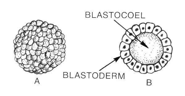 Blastulation - Wikipedia