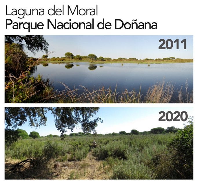 imagen de la Laguna del Moral, en el parque de Doñana, entre 2011 y 2020, en la que se aprecia la falta de agua
