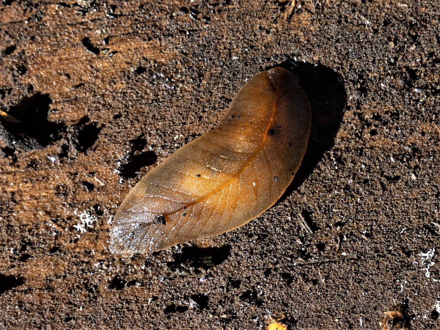 Leaf-veined slug (Athoracophoridae, native) on muddy surface