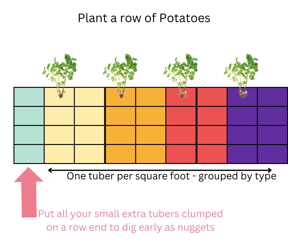 potato planting schematic