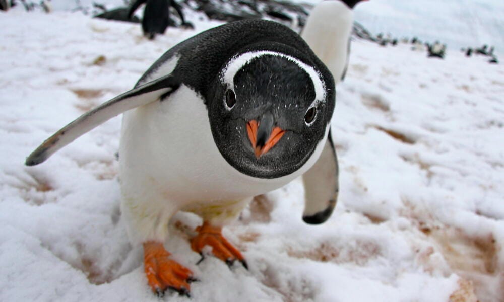 Gentoo Penguin | Photos | WWF