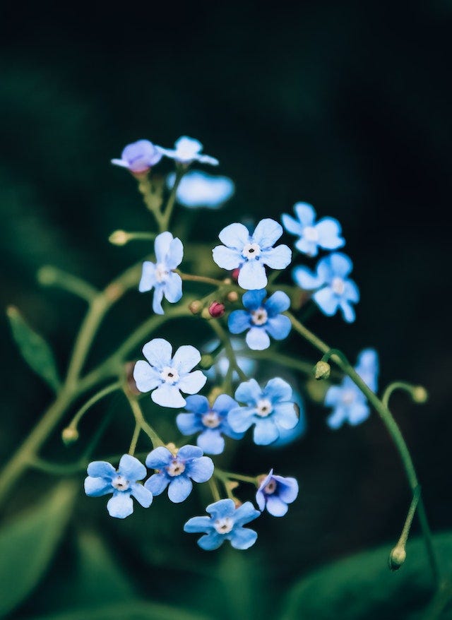A close-up of some forget-me-nots, still on their plant