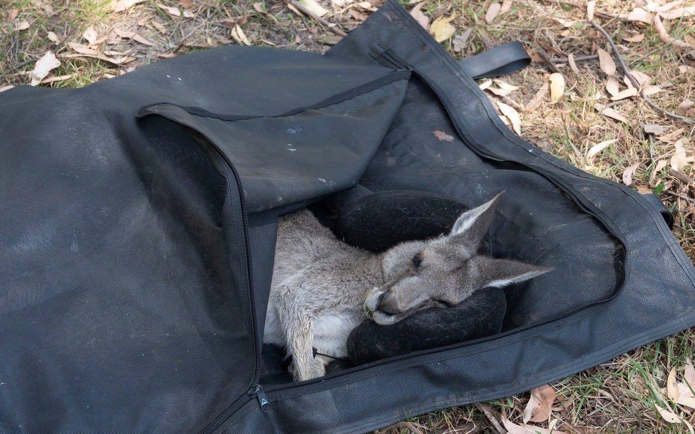 May be an image of wallaby and kangaroo