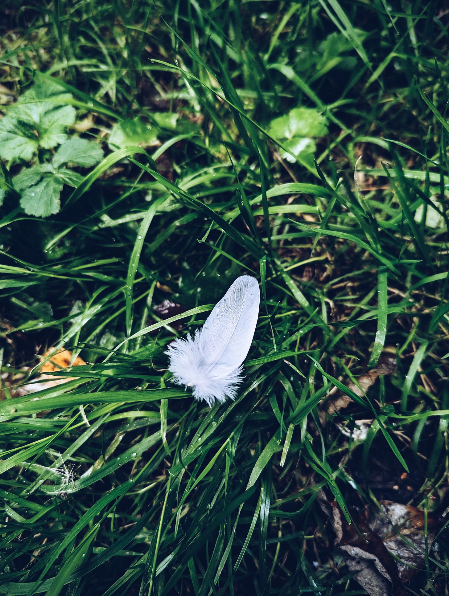 A small, pure white feather sits cloud-like atop long green blades of grass.