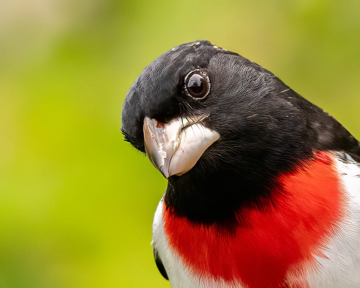 This rose-breasted grosbeak stares into the camera with his head cocked at an angle. His head is black, and he has a bright red bib over his white belly. 