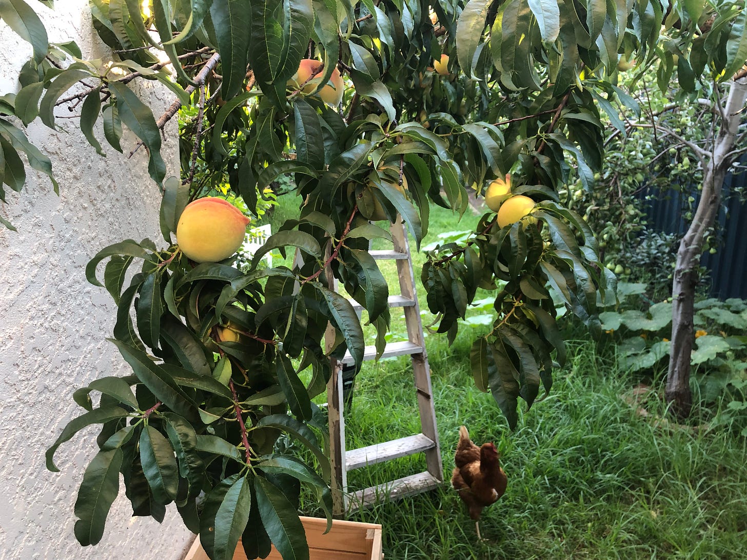 Juicy peaches from a 78 year old tree, its heavily laden branch propped up by an old stepladder, with a chicken hoping for a pat and a feed and a grounded pumpkin vine looking for sunshine. 