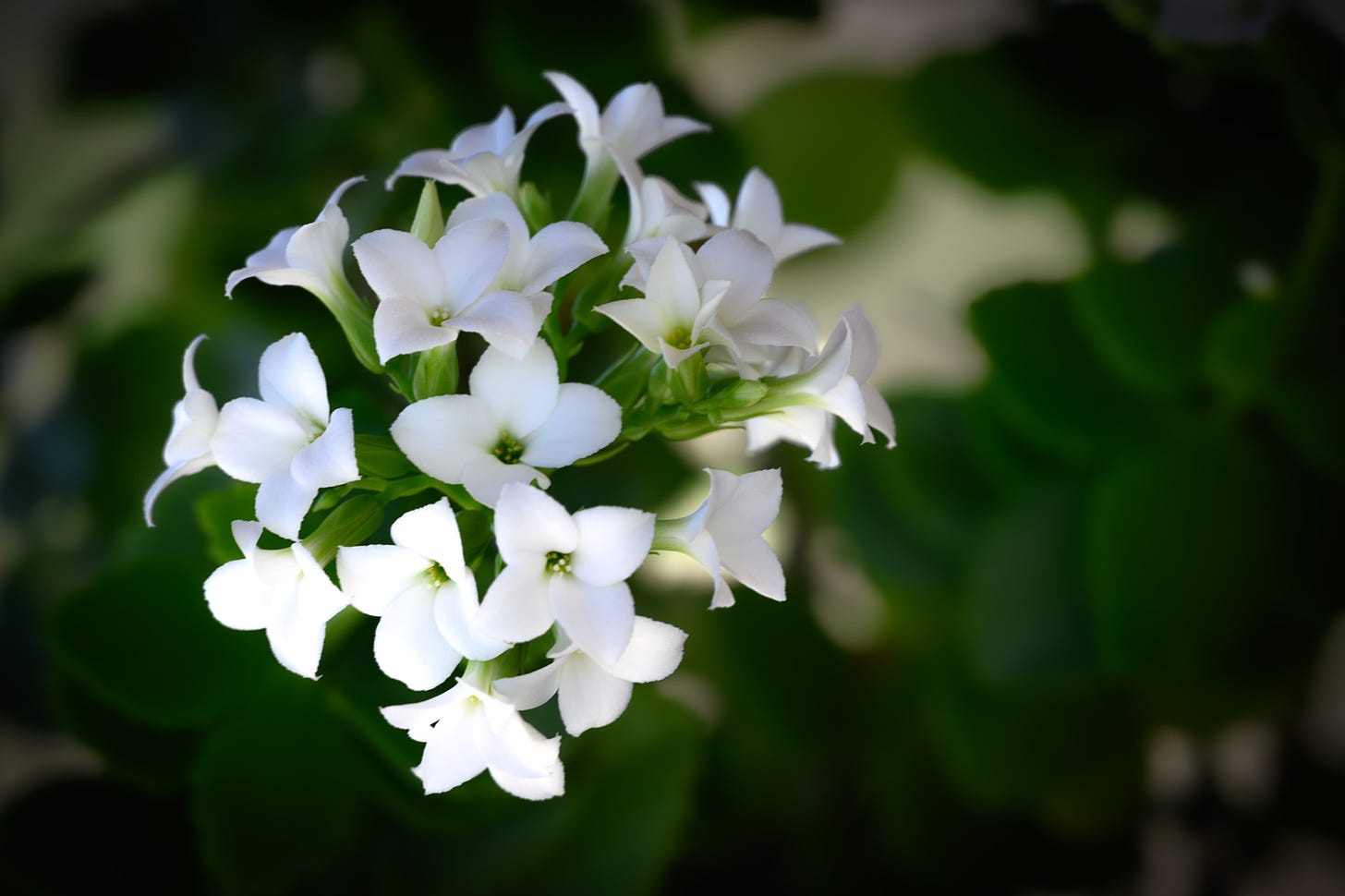 Small delicate white blossoms of a kalanchoe plant