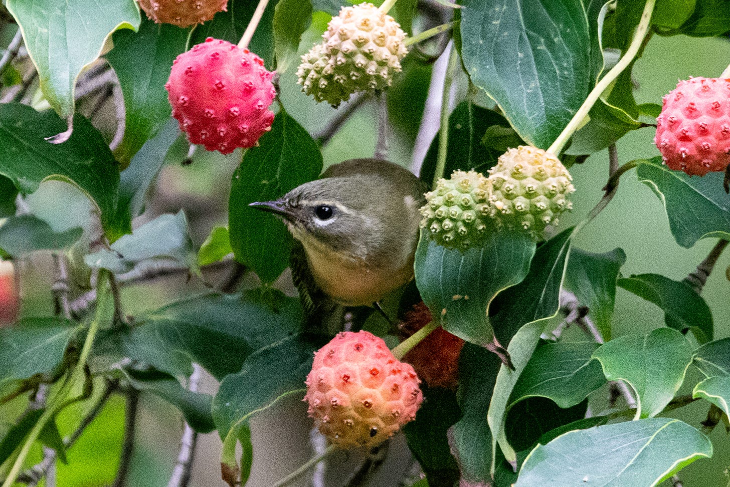 A small bird pokes its greenish-gray head, with a white eyebrow and white lower eye-arc, out of the leaves of a kousa dogwood, which has fruits that are green, pink, and red