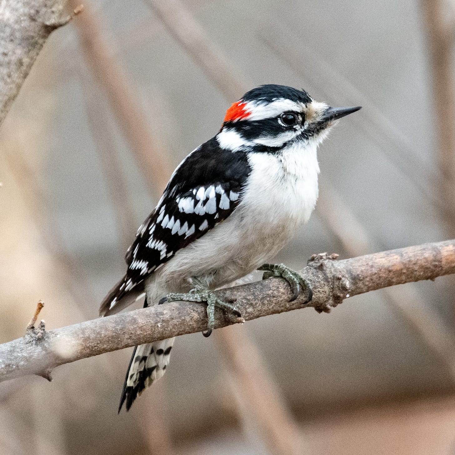 A downy woodpecker with the energy of an eager student