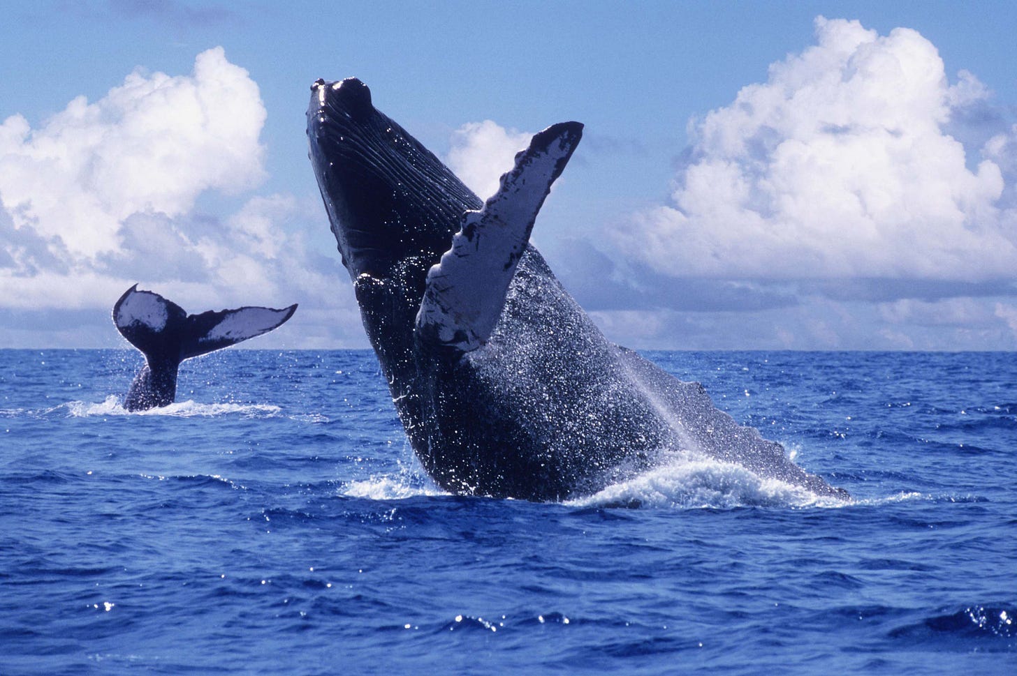 Llegó la época de ballenas jorobadas en Colombia: las playas del Pacífico  serán el escenario - Infobae