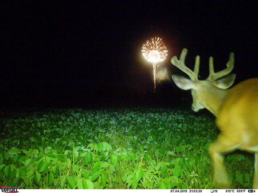 Trail camera footage of a deer running in the night toward a firework in the distance