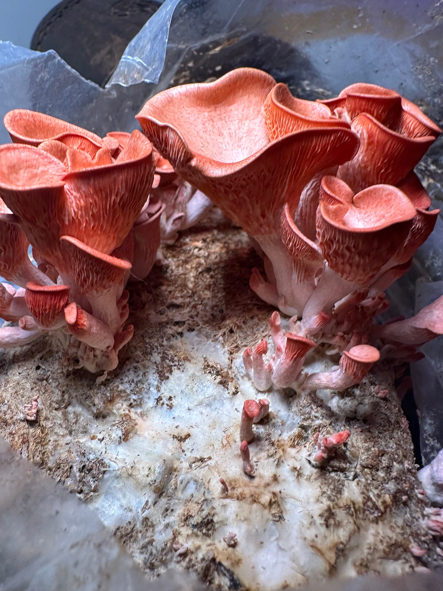 pink oyster mushrooms