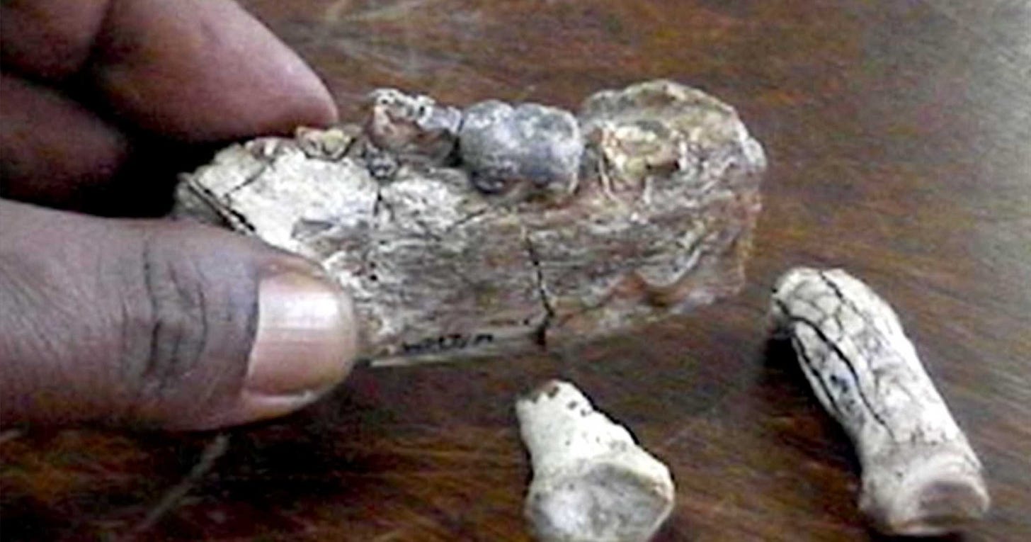 A fossil mandible of Ardipithecus ramidus held by a researcher, with two phalanges on a table. A fossil mandible of Ardipithecus ramidus held by a researcher, with two phalanges on a table.