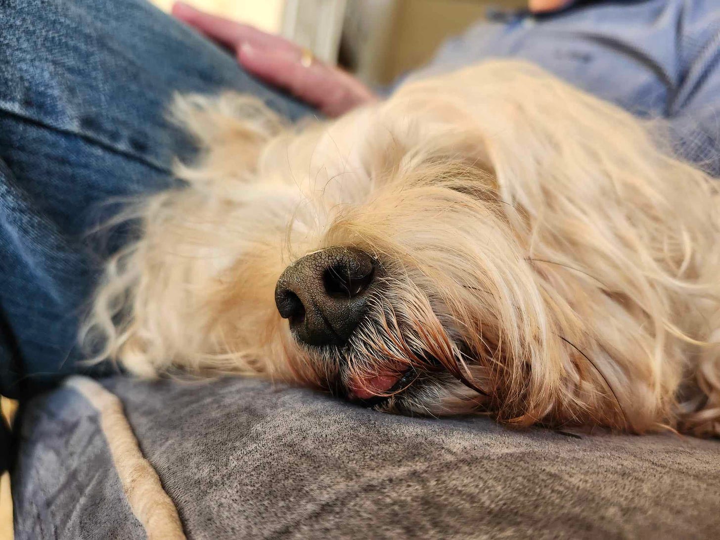 A photo of Scout sleeping with her tongue sticking out