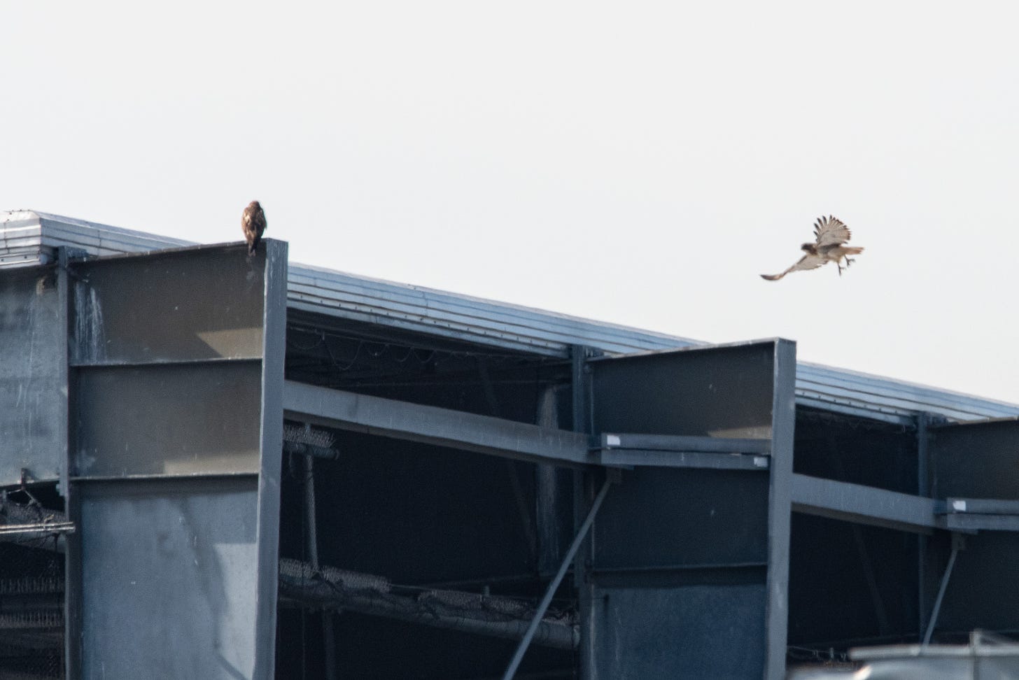 A Swainson&apos;s hawk, perched on the roof of a metal structure, its back to the viewer, is accompanied by a red-tailed hawk in flight, to its right