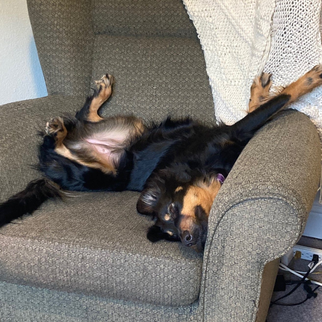 Black and brown dog snoozing on her back on a green armchair