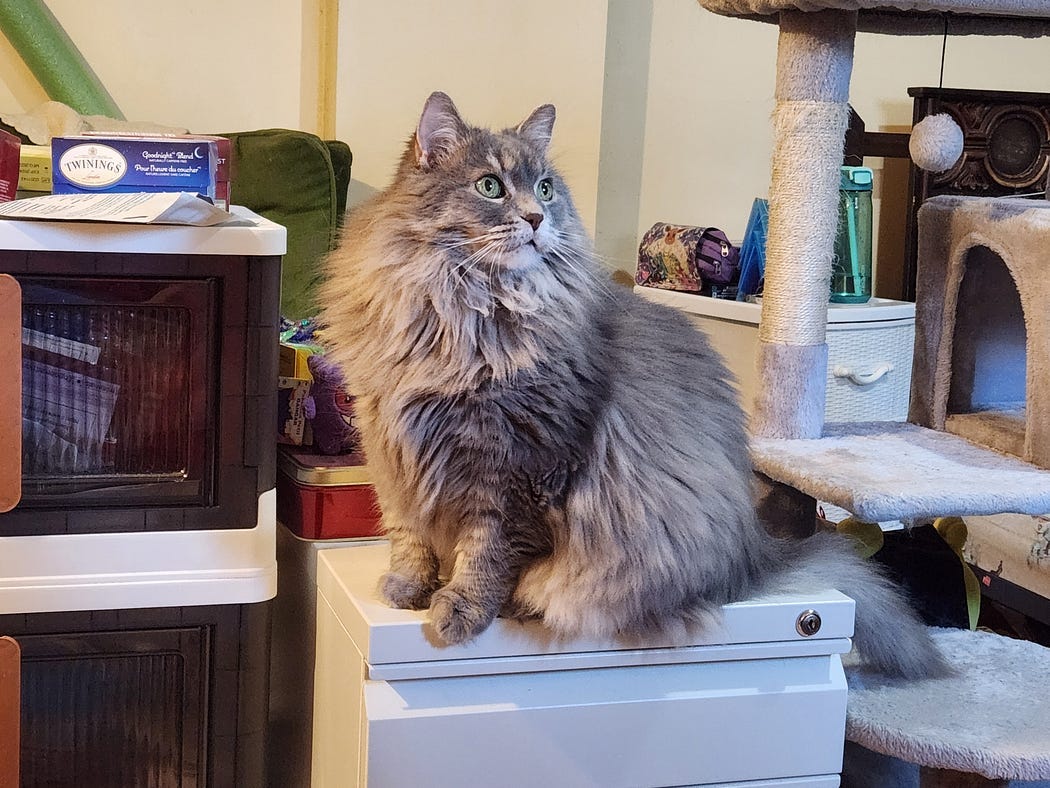 An adorable long-haired grey cat, sitting on a small desk, peering upwards.