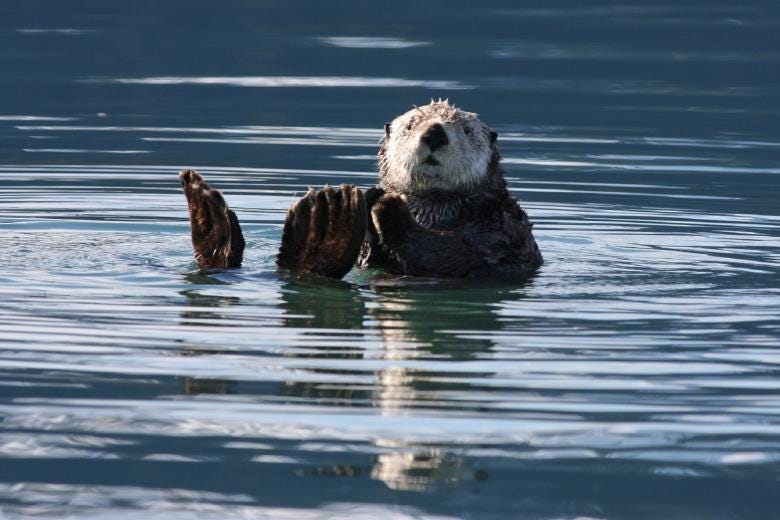 A sea otter looks to the camera.