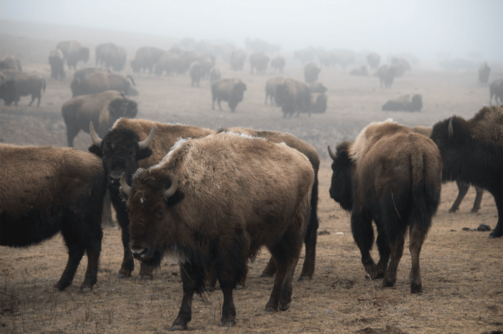 The Fort Peck Reservation’s cultural herd grazes in the fog on Tuesday, Feb. 6, 2024.