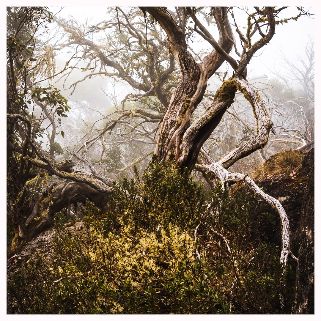 A very old and gnarled snow gum clinging to rocks, shrouded in low cloud. Bright yellow flowers in foregroud. A tangle of branches in the foggy background