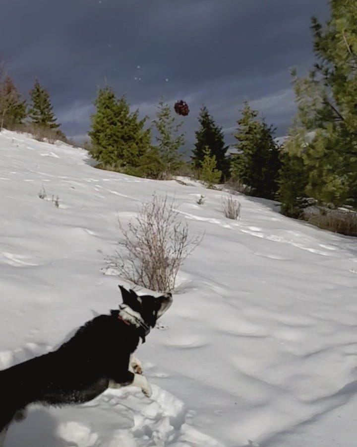 Dog running after pinecone