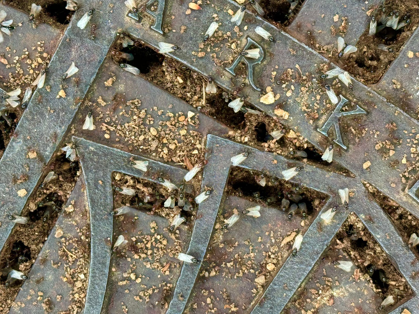 Winged ants preparing to fly, gathered on an iron grate