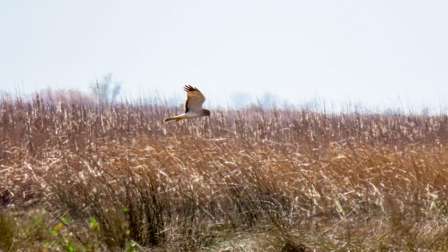 Northern Harrier soaring above marsh grass