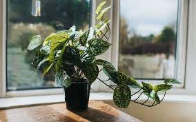 How to stop houseplants dying ⁠— top tips on keeping indoor plants healthy  summer through to winter | The Telegraph