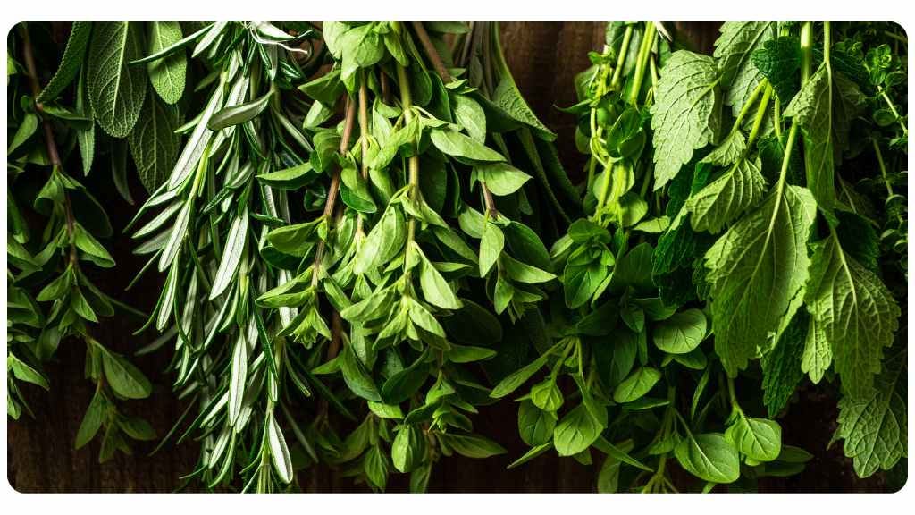 nutrient rich herbs