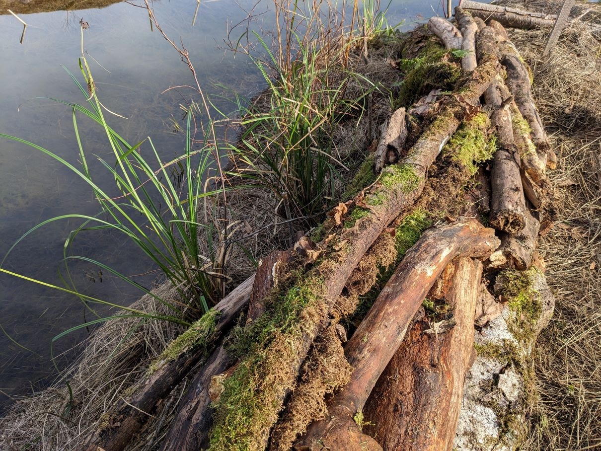 A wetland pond with native sedges and other plants growing along side it. There is a log pile placed along one of the banks to support wildlife.