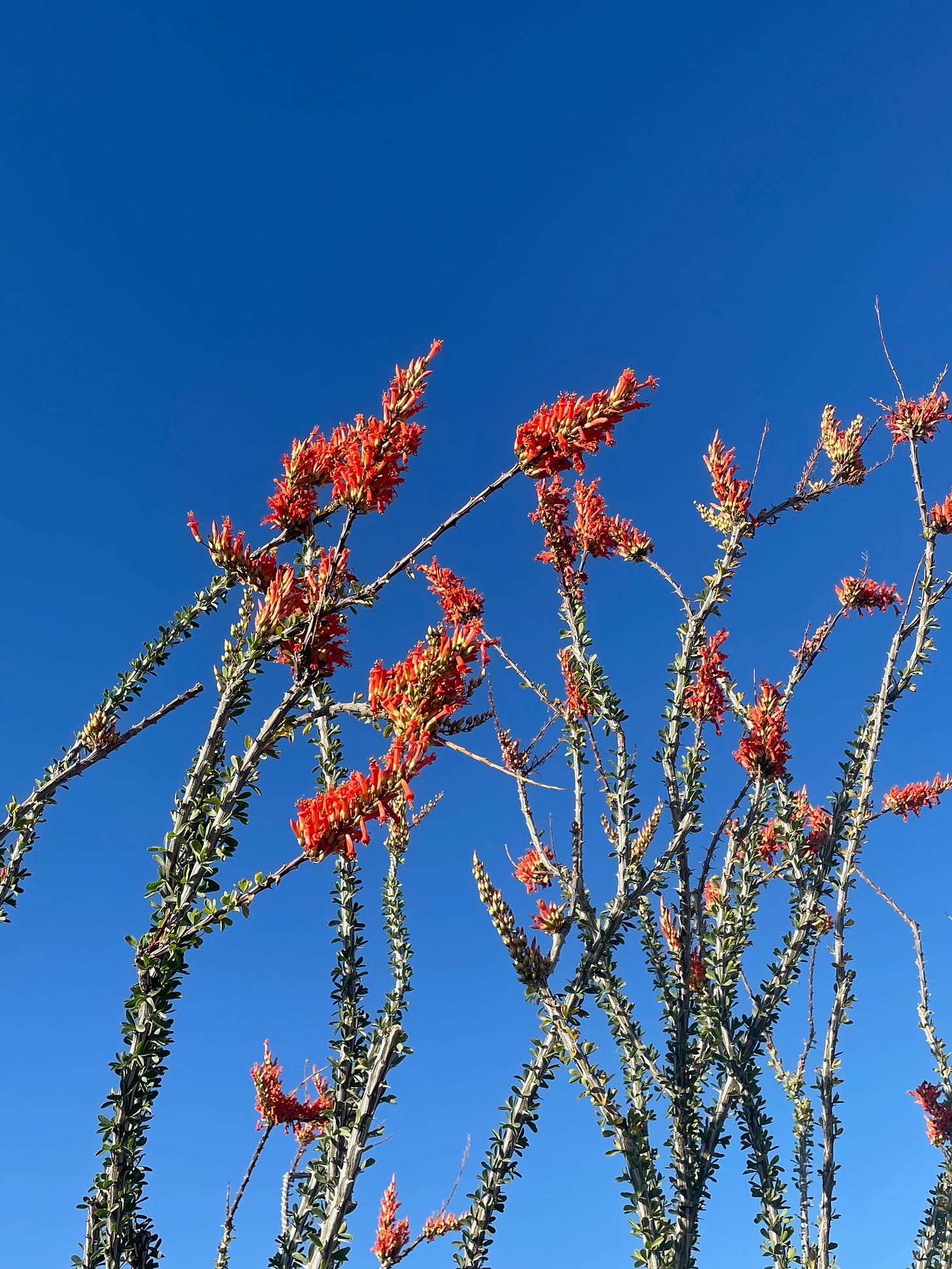 photo of a blooming ocotillo cactus against a brilliant blue sky
