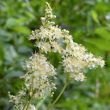 Meadowsweet (Organic) - Vital Seeds