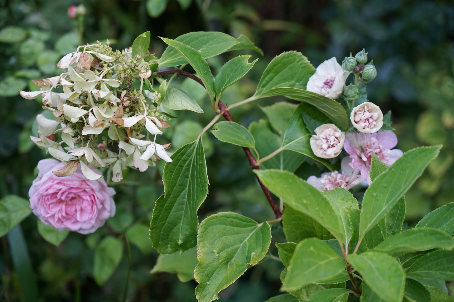 roses and cottage garden plants