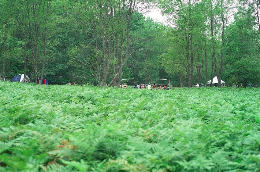 A color photograph of a rich, green landscape with low plants in the foreground and forest in the background along with a handful of people at a volleyball net, cars, and two tents.
