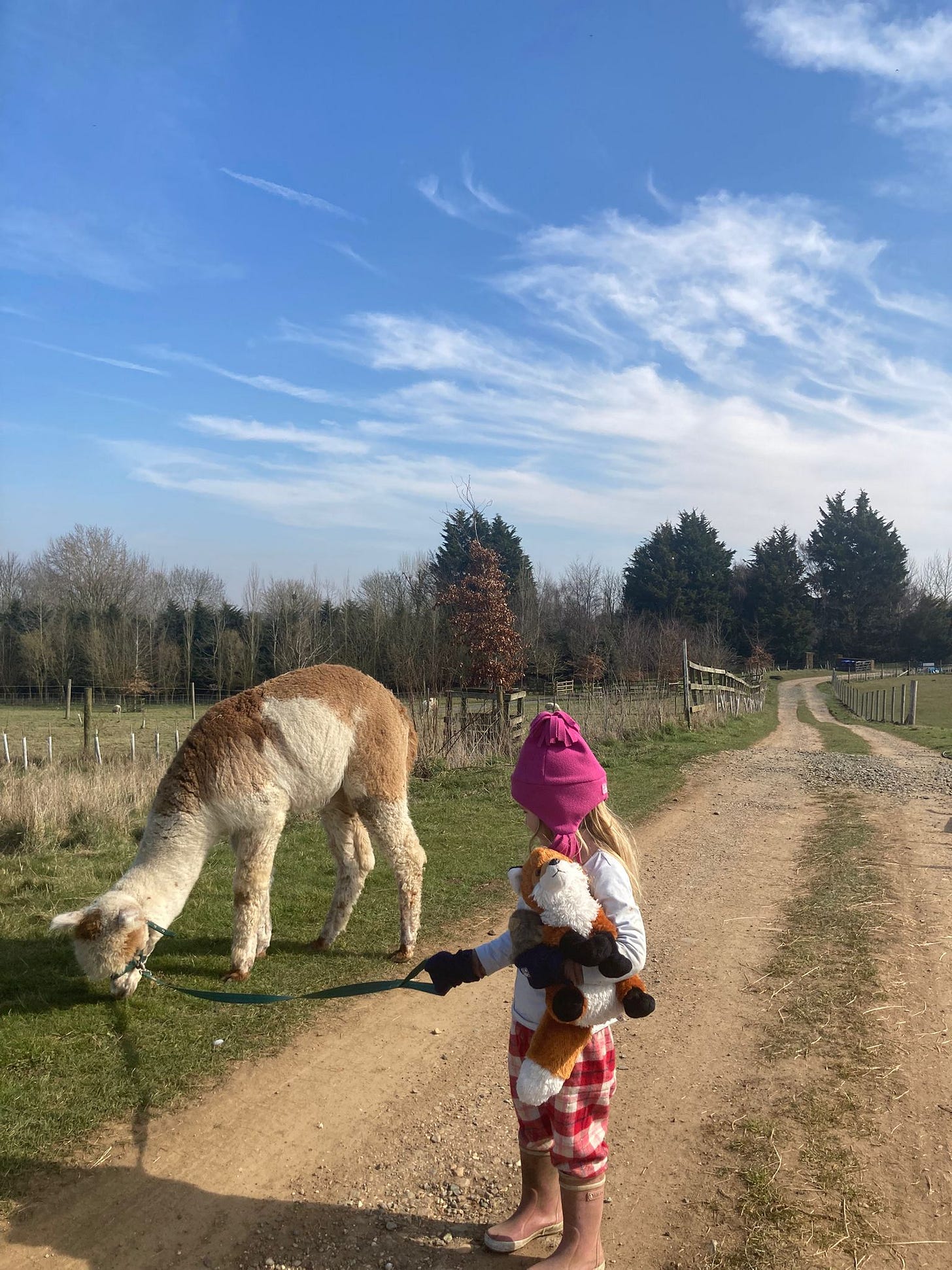 toddler walks patchy alpaca